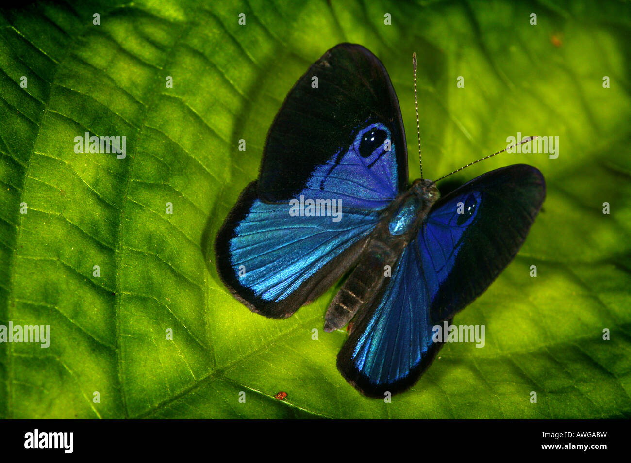 Blue butterfly near Cana field station in the Darien national park, Darien province, Republic of Panama. Stock Photo