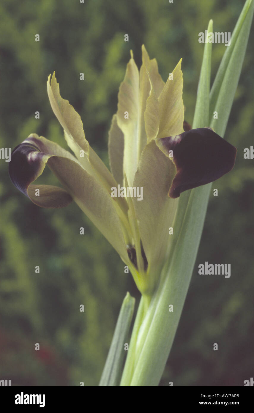 Hermodactylus tuberosus (Widow iris) Close up of black and greenish yellow iris like flower. Stock Photo