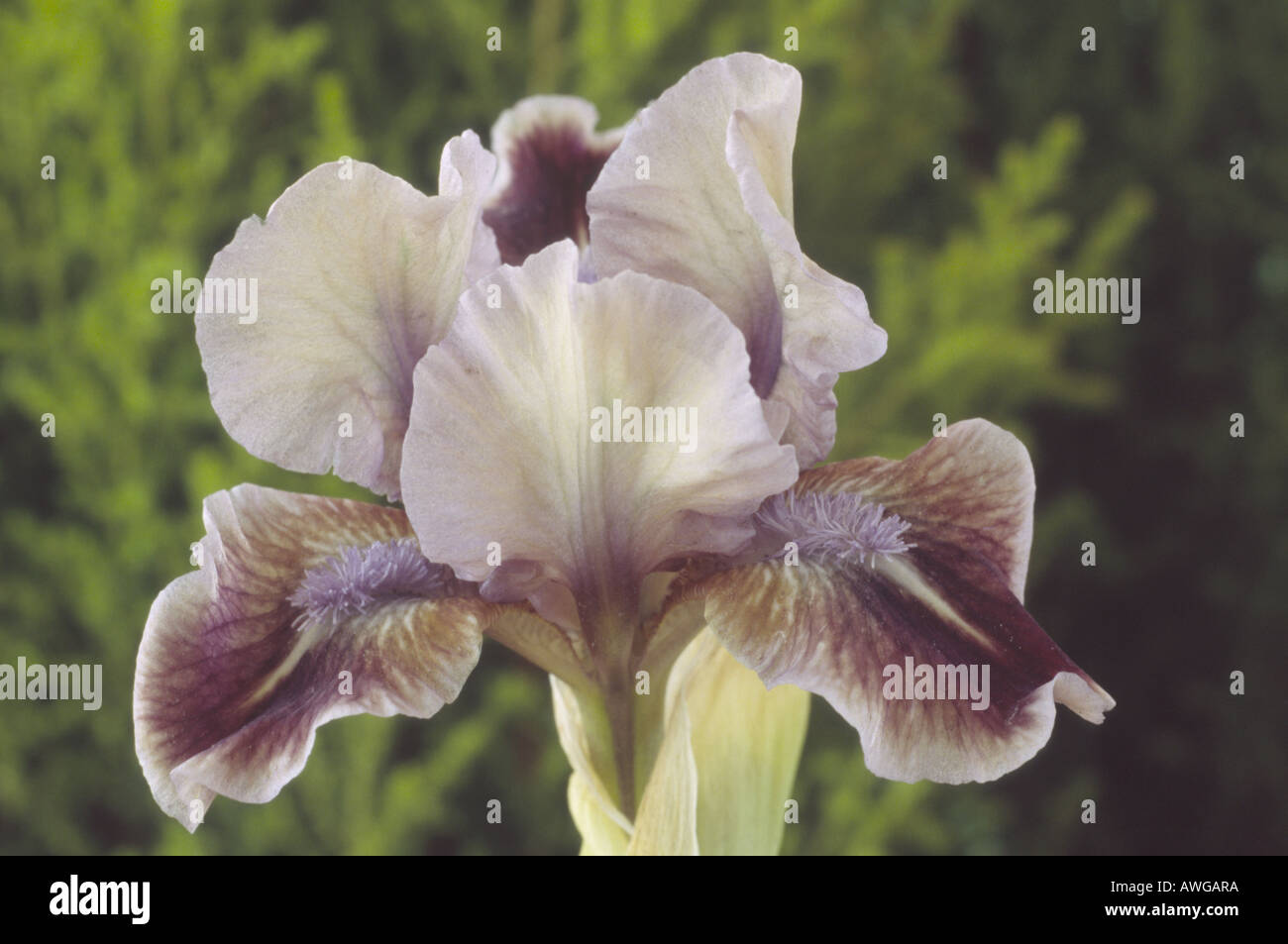 Iris 'Quark' Standard Dwarf Bearded Iris. Close up of brown purple blue and cream flower. Stock Photo