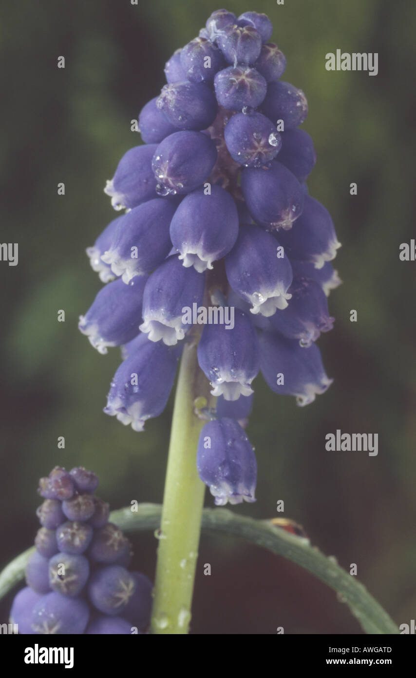 Muscari steupii (Grape hyacinth) Close up of blue and white flower. Stock Photo