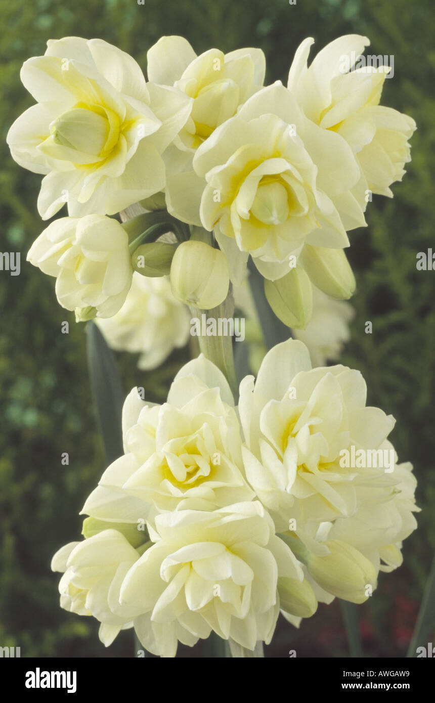 Narcissus 'Erlicheer' Division 4 Double Daffodil. Close up of Stock