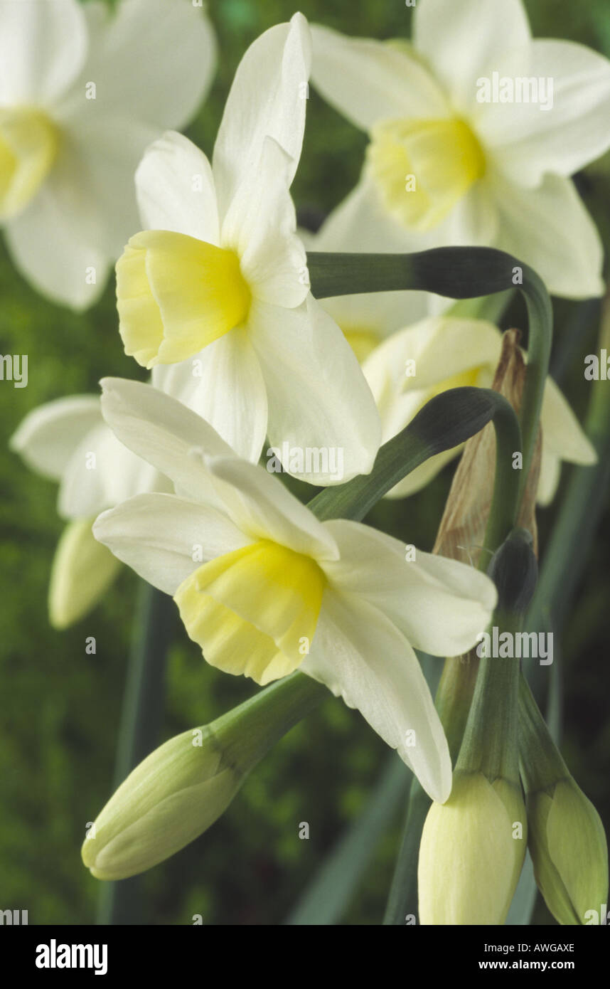 Narcissus 'Silver Chimes' Division 8 Tazetta. Close up of white cream and yellow flowers. Stock Photo