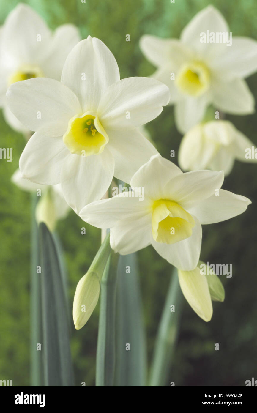 Narcissus 'Silver Chimes' Division 8 Tazetta. Close up of white cream and yellow flowers. Stock Photo