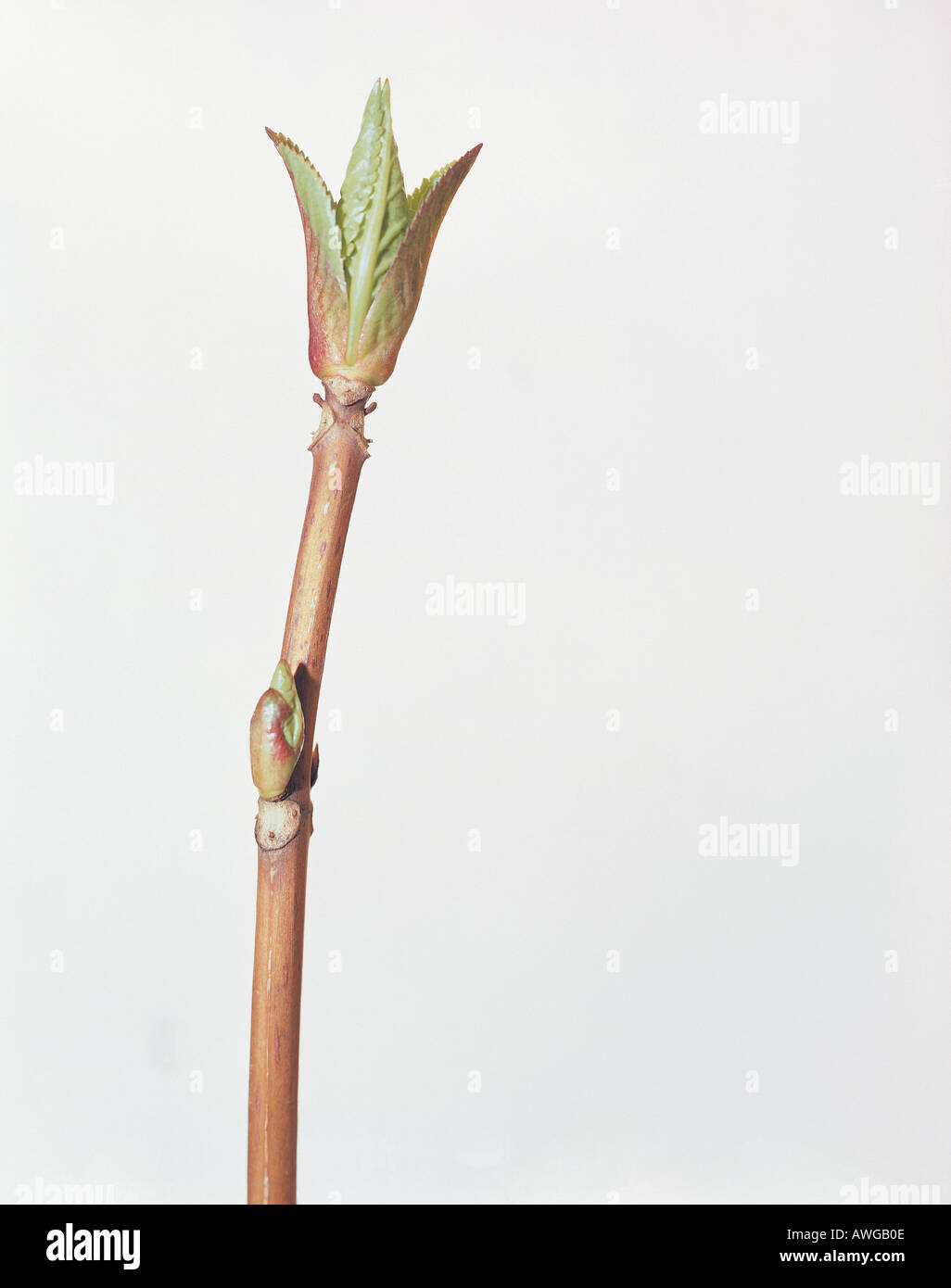 Bud opening new shoot growth hi-res stock photography and images - Alamy