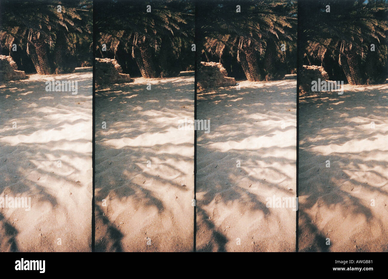 Shadows of palm trees on the sand Stock Photo - Alamy