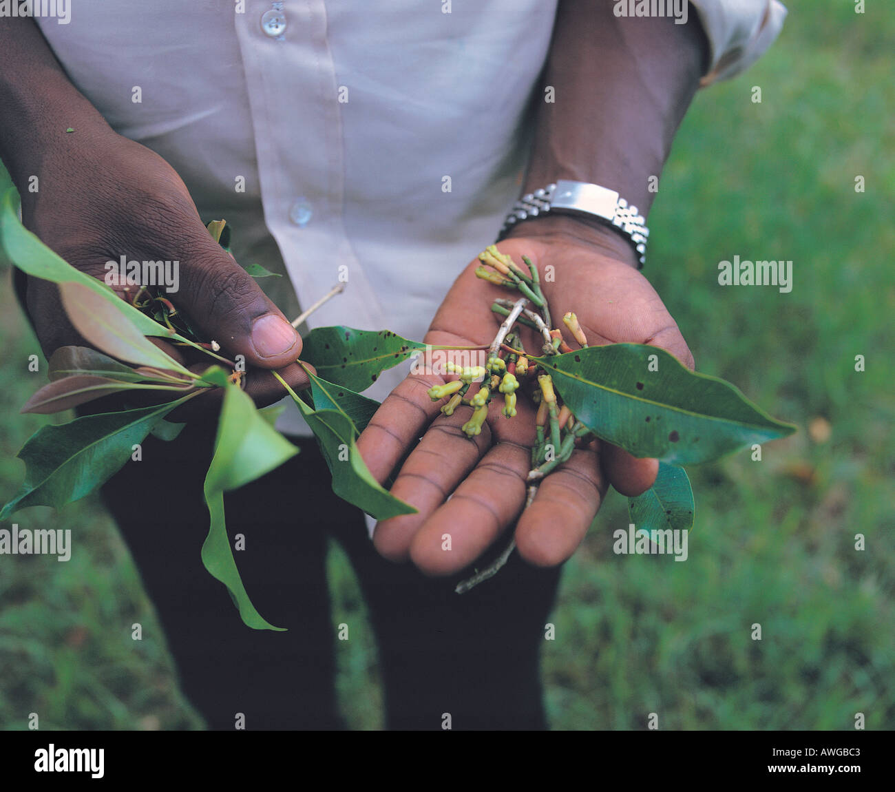 Cloves Zanzibar East Africa Stock Photo