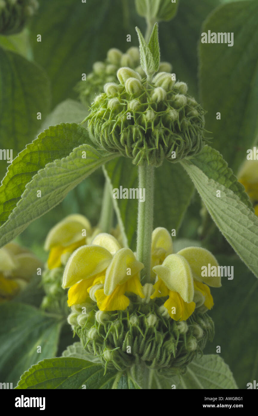 Phlomis russeliana. AGM Close up of whorl of pale yellow flowers and buds above on stem. Stock Photo