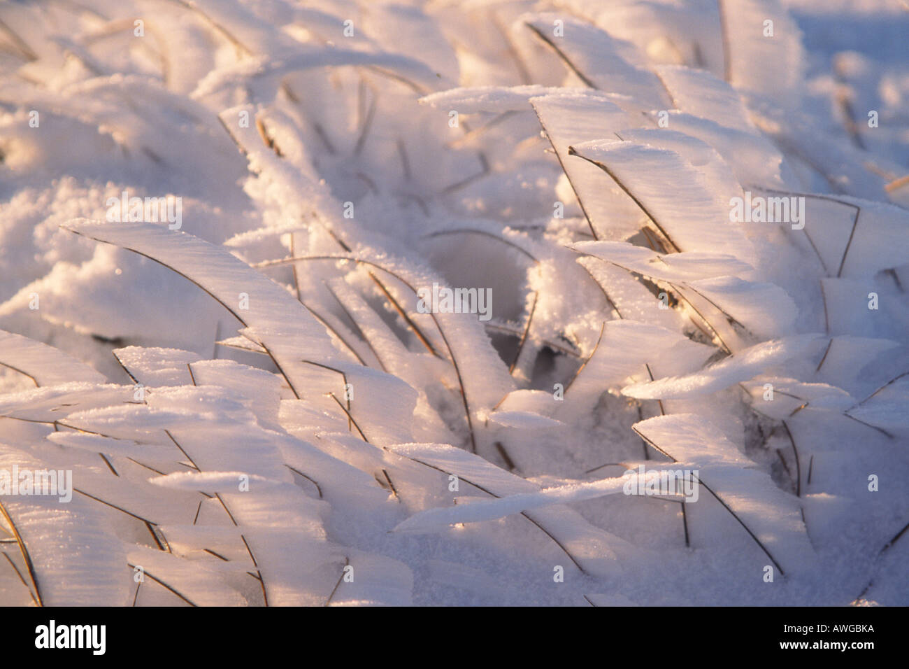 Wind blown snow stick to blades of grass Stock Photo Alamy