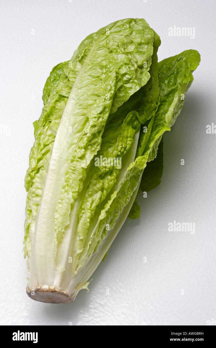 Romaine Lettuce Stock Photo