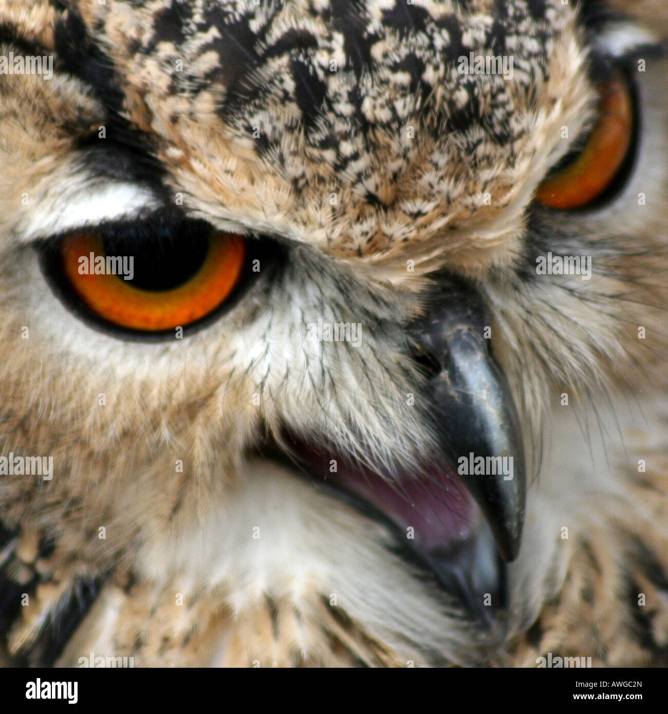 Eagle owl screeching closeup Stock Photo