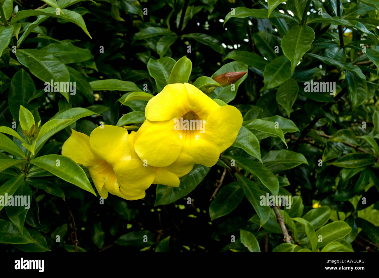 Allamanda Flower, Grenada Stock Photo