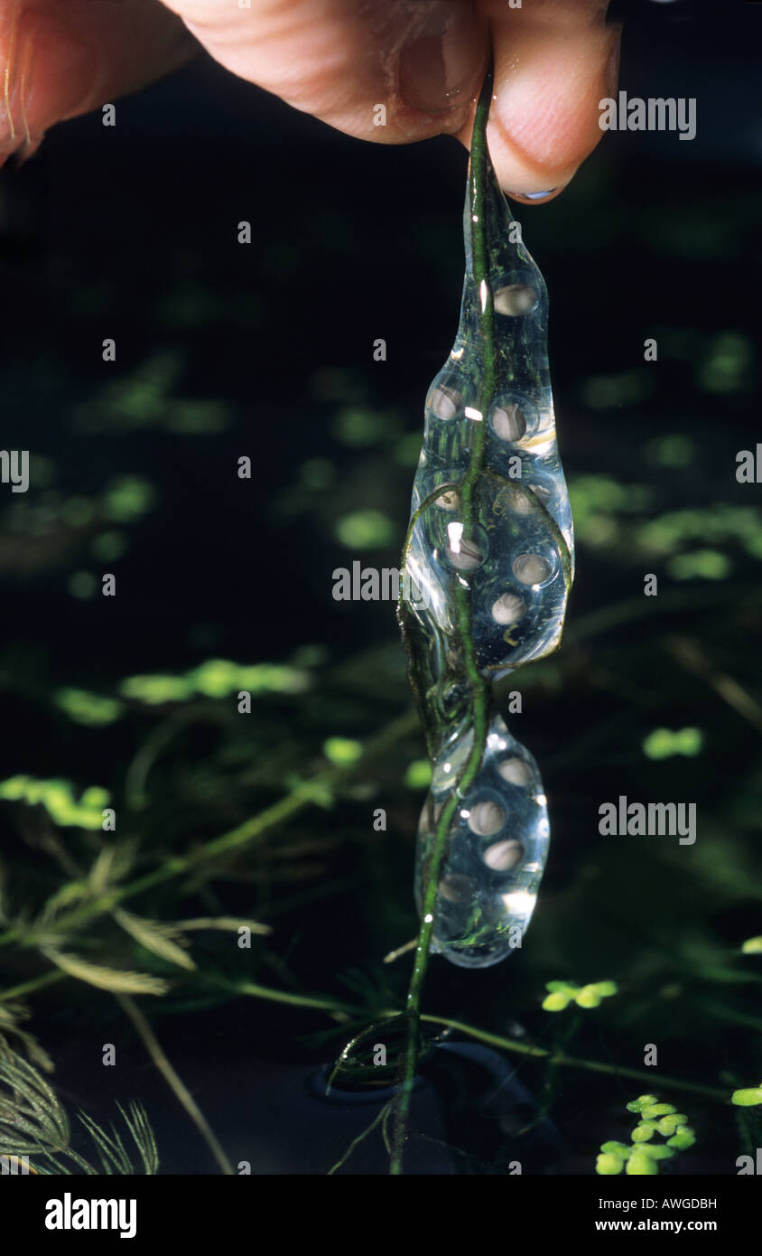 Ambystoma mexicanum, axolotl, salamander eggs, embrion Stock Photo