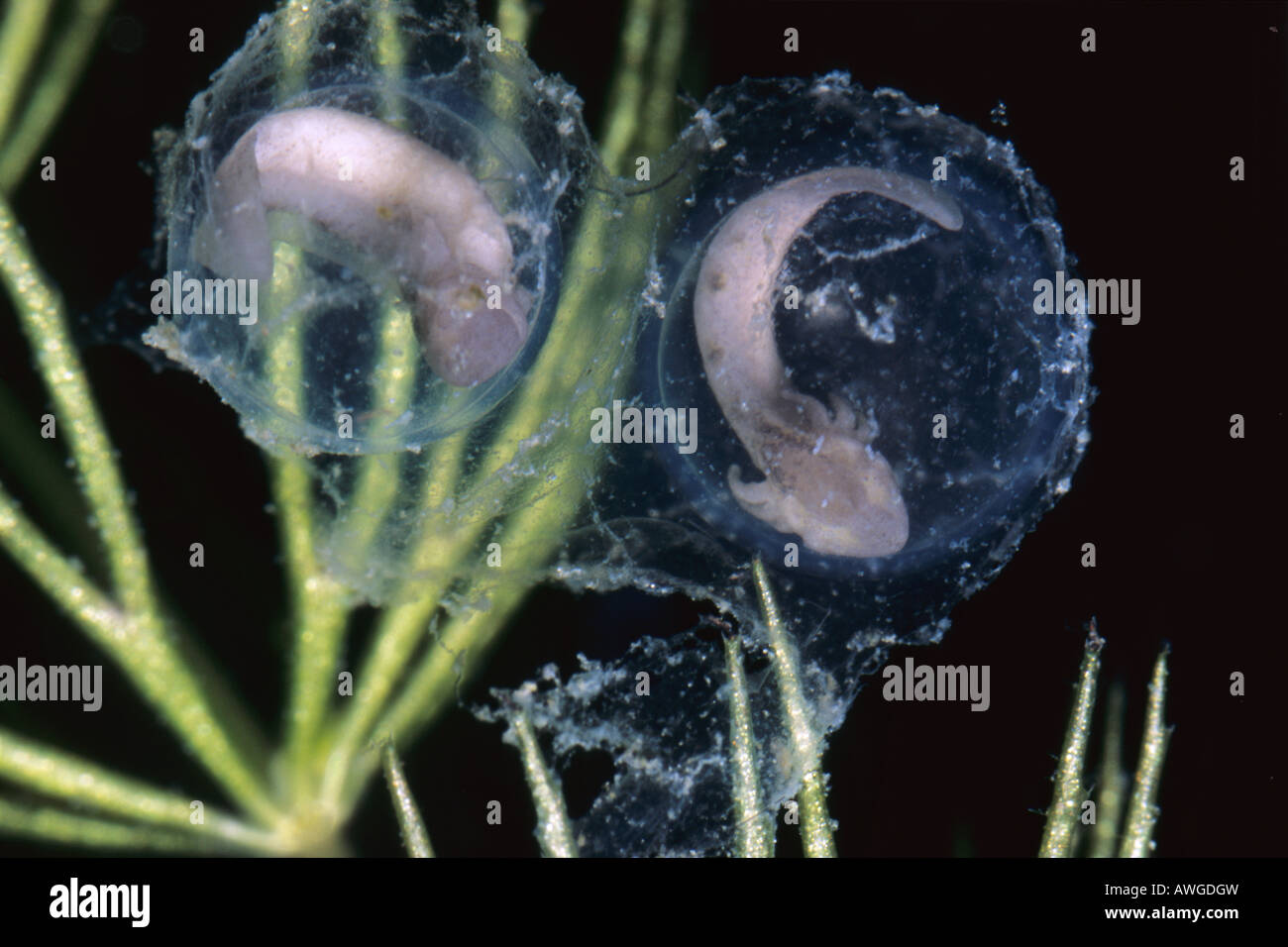 Ambystoma mexicanum, axolotl, salamander eggs, embrion Stock Photo