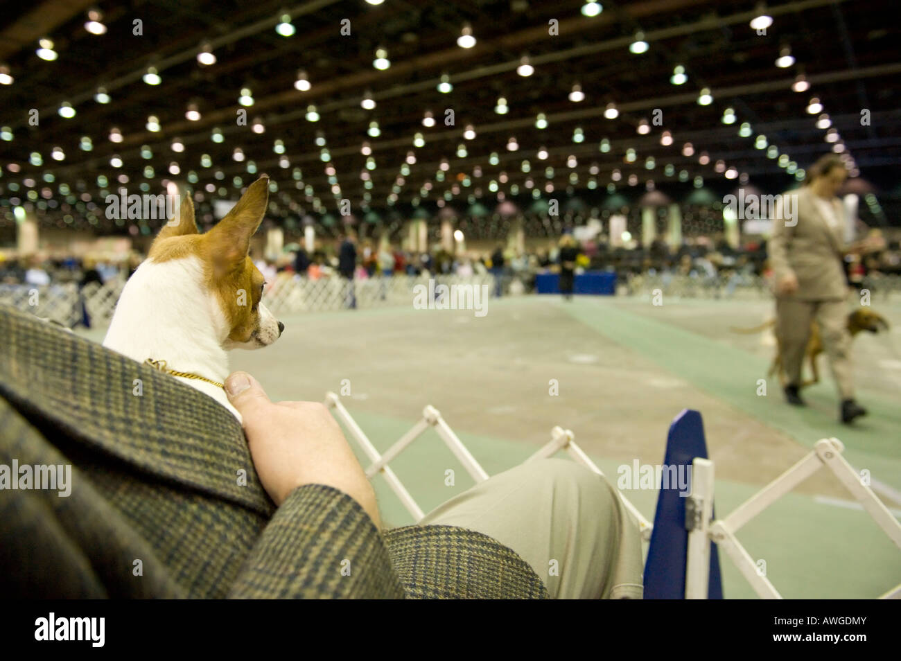 A shorthaired fox terrier watches the action at the 2008 Detroit Kennel Club Dog Show, Detroit, Michigan, USA. Stock Photo