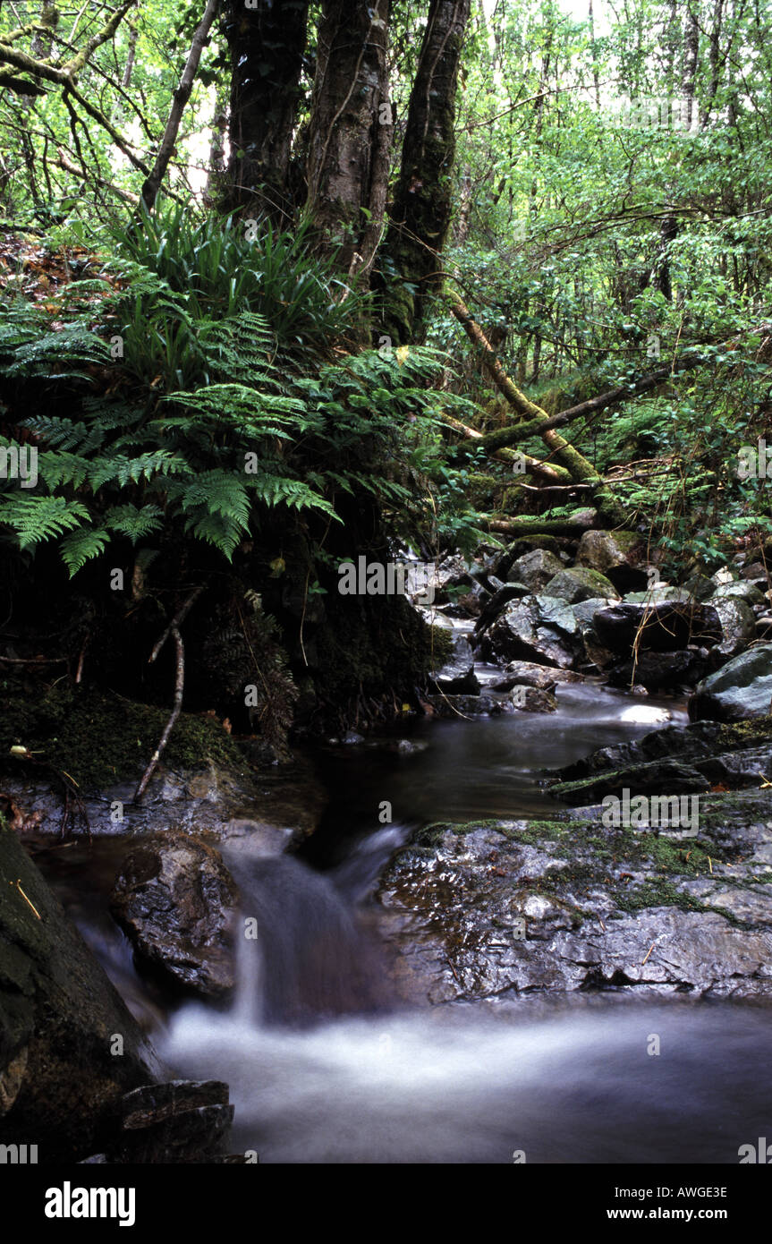 Stream flowing through woods hi-res stock photography and images - Alamy