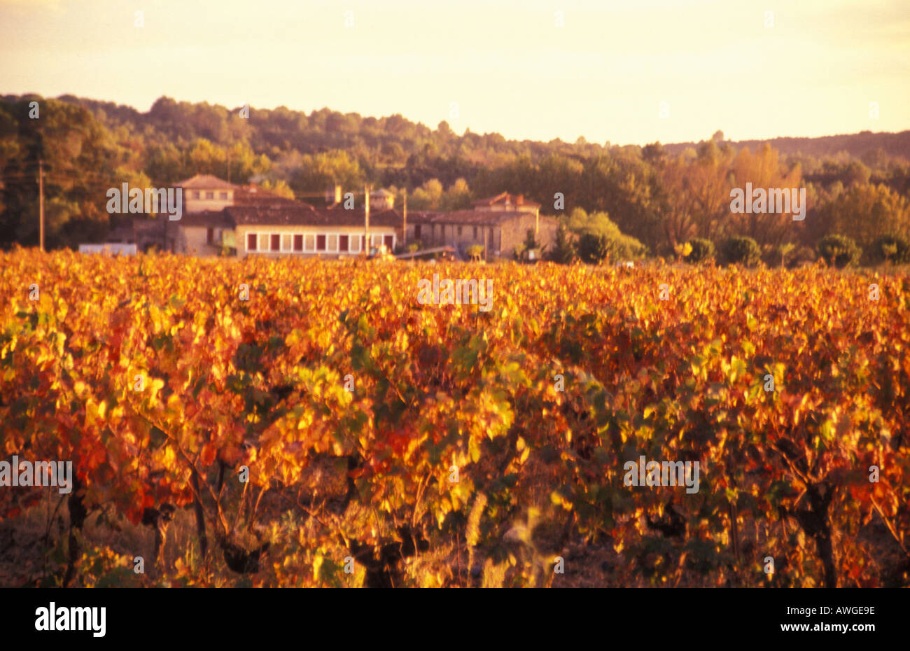 France Gard hamlet of Fontanes Domaine de Guyot vineyard in autumn Stock Photo