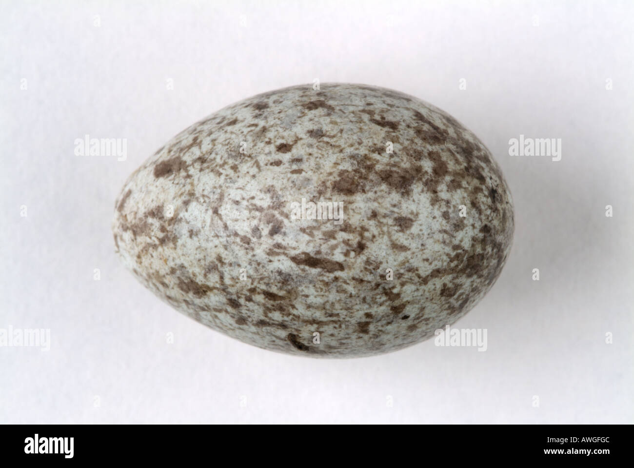 House sparrow egg hires stock photography and images Alamy