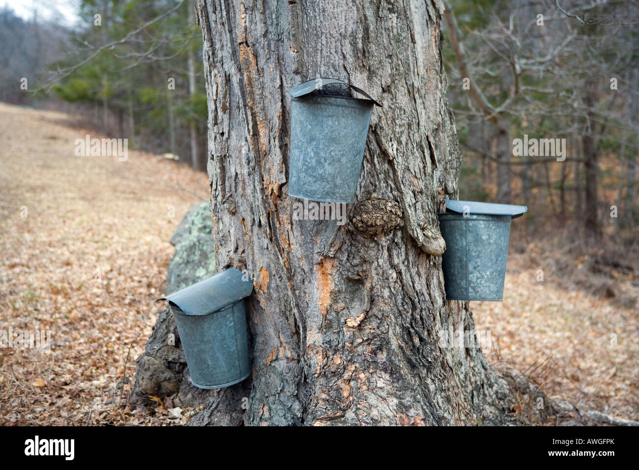 Sugar Maple Tree With collection buckets attached Stock Photo Alamy