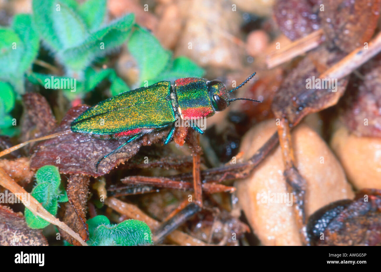 Metallic wood boring beetles hires stock photography and images Alamy