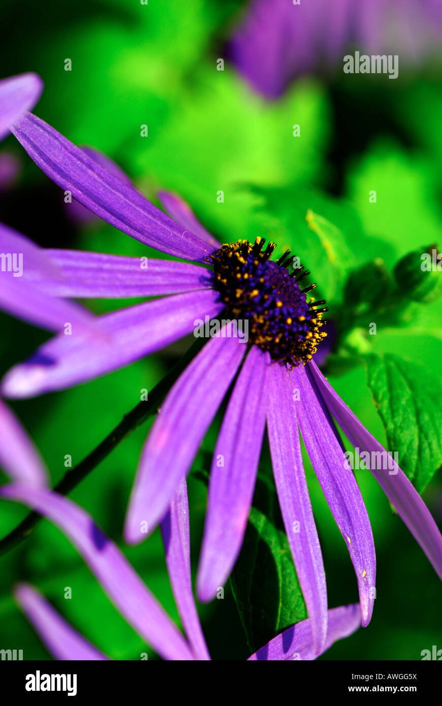 Blue/purple daisy-like flower of the brachyglottis hectoris plant, part of the aster family Stock Photo