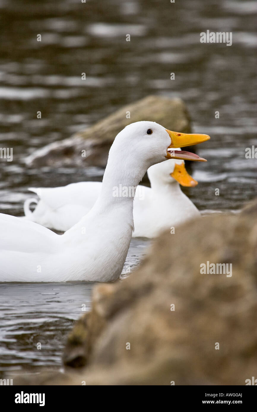 Pekin ducks in a lake begging for bread Stock Photo Alamy