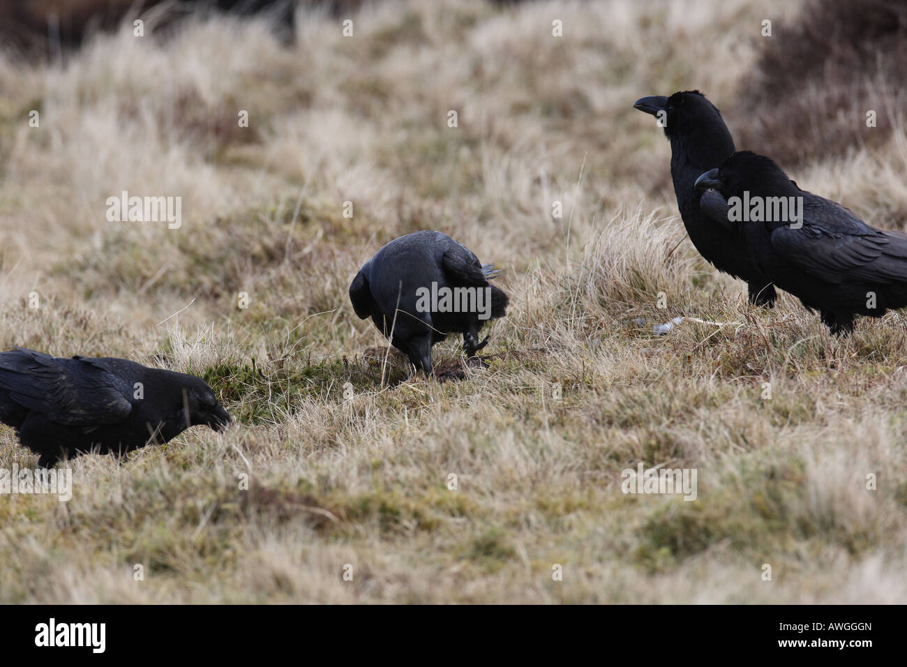Raven eating dead rabbit hi-res stock photography and images - Alamy