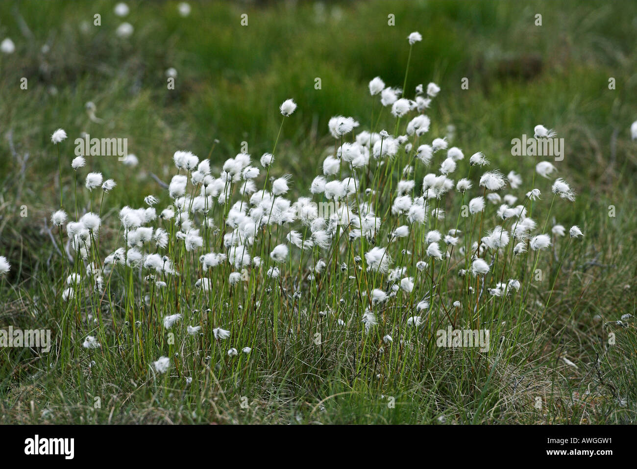 Harestail grass hires stock photography and images Alamy