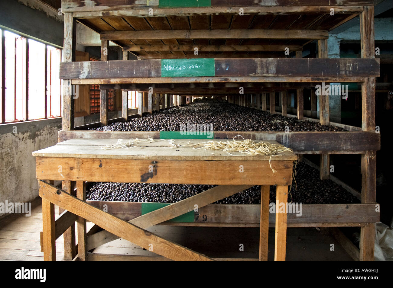 Processing Racks containg Nutmegs, Nutmeg Factory, Gouyave, Grenada