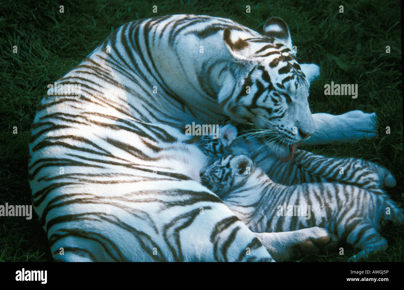 tigre blanc Weisser Tiger White Bengal Tiger Panthera tigris tigris tigress with cubs albinism Albino albinotic animals Asia Asi Stock Photo