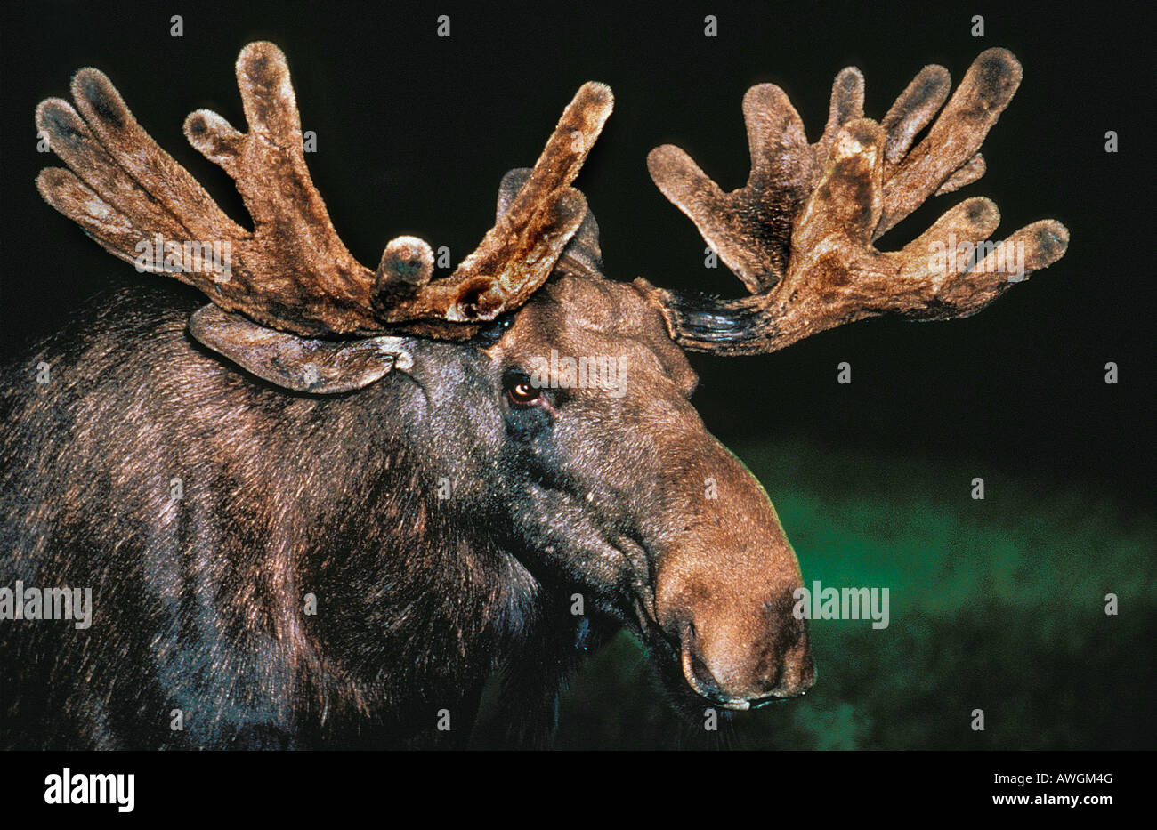 elan d europe Alces alces Portrait of Elk Area of Northern Sweden Action Actions Adult Adults Alone Biodiversities Biodiversity Stock Photo