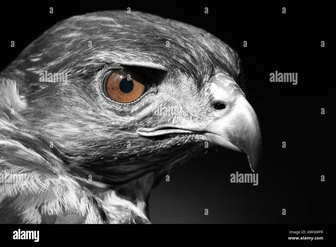 Red-tailed Hawk portrait, selectively desaturated Stock Photo