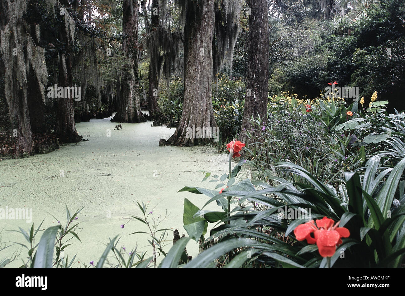 USA, South Carolina, Charleston, Audubon Swamp Gardens, Magnolia