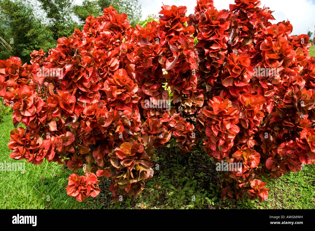 A bushy tropical plant with curly deep red leaves Stock Photo