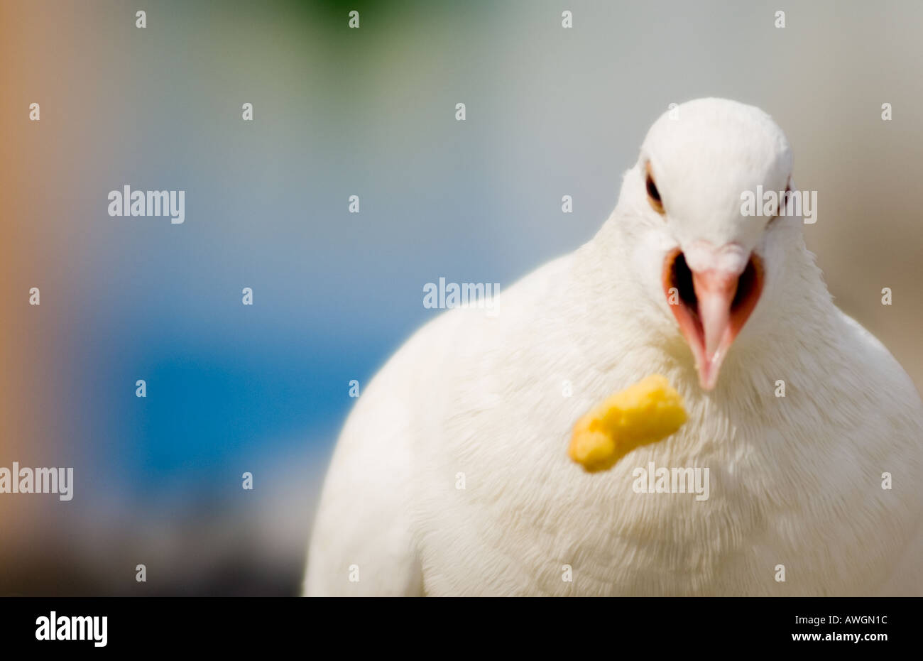 white pigeon snapping at food Stock Photo Alamy