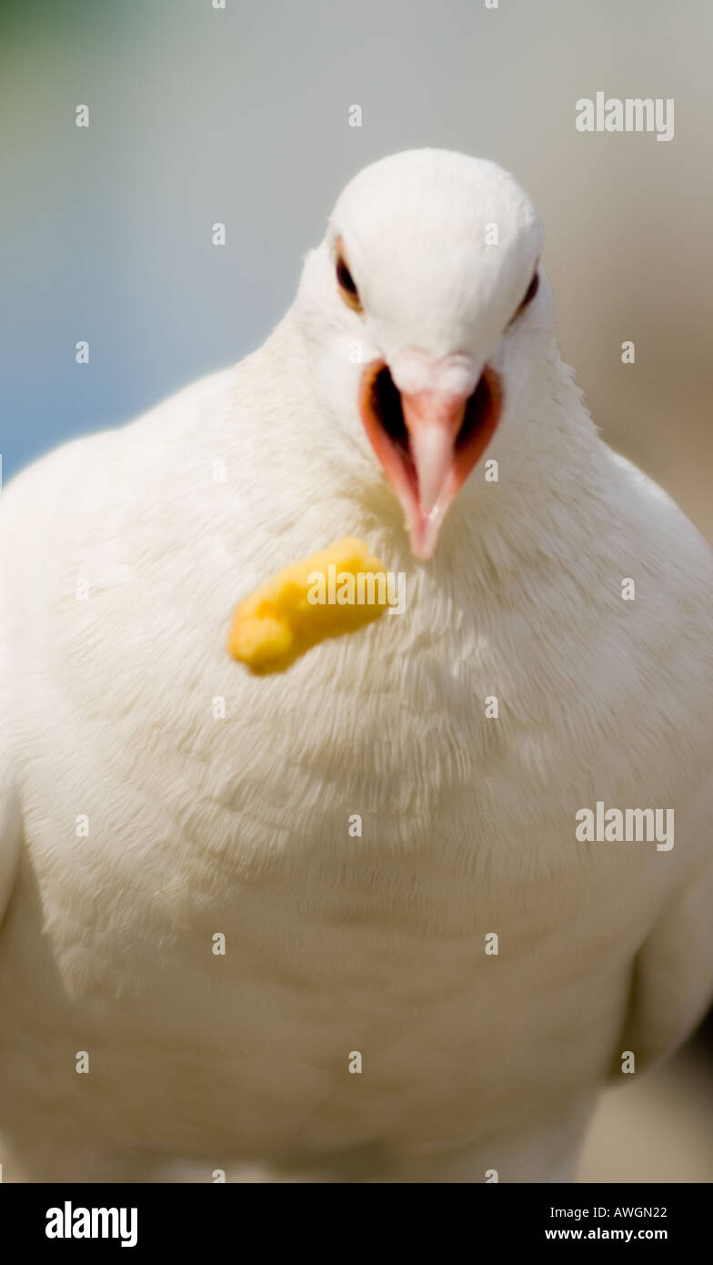 white pigeon snapping at food Stock Photo Alamy