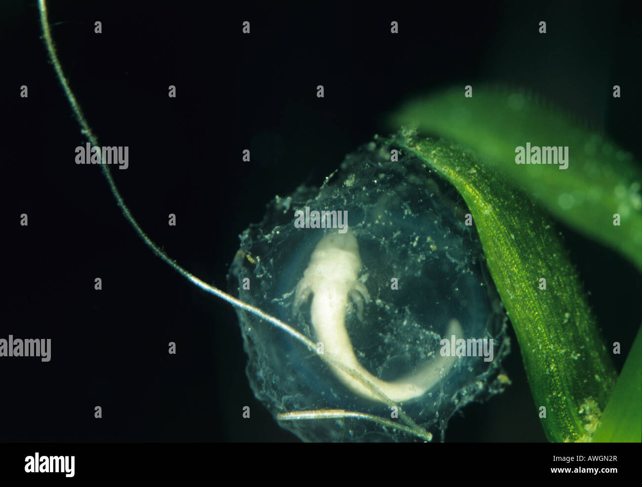 Ambystoma mexicanum, axolotl, salamander eggs, embrion Stock Photo