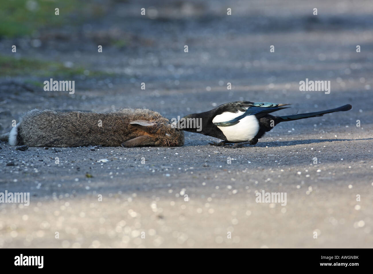 MAGPIE PICA PICA PAIR FEEDING AT DEAD RABBIT Stock Photo - Alamy