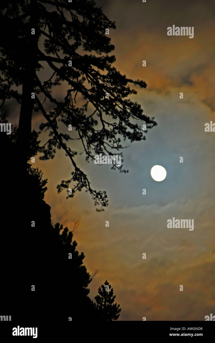 Moon behind tree Stock Photo - Alamy