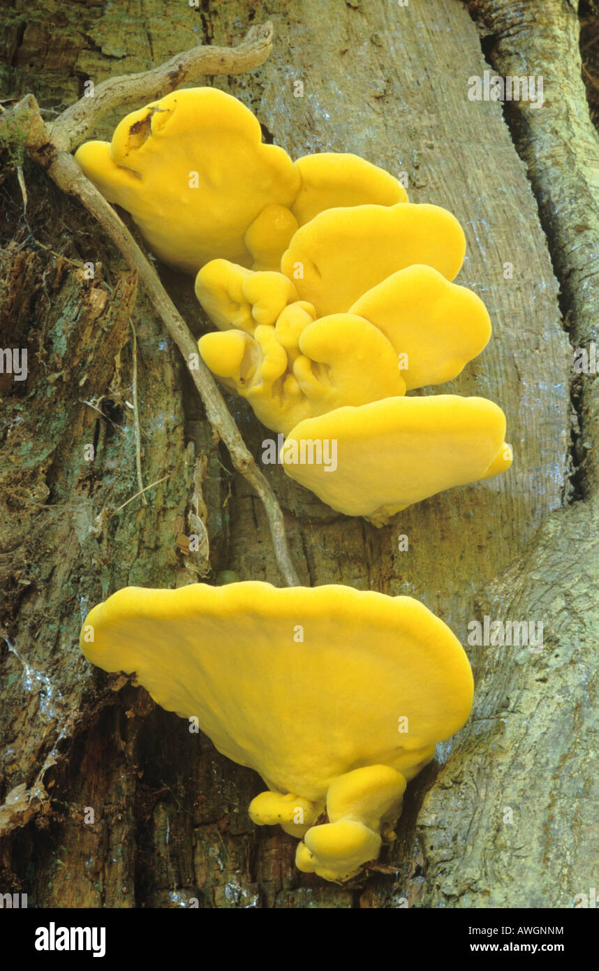 Sulphur Polypore / Chicken of the Woods (Laetiporus sulphureus) Stock Photo