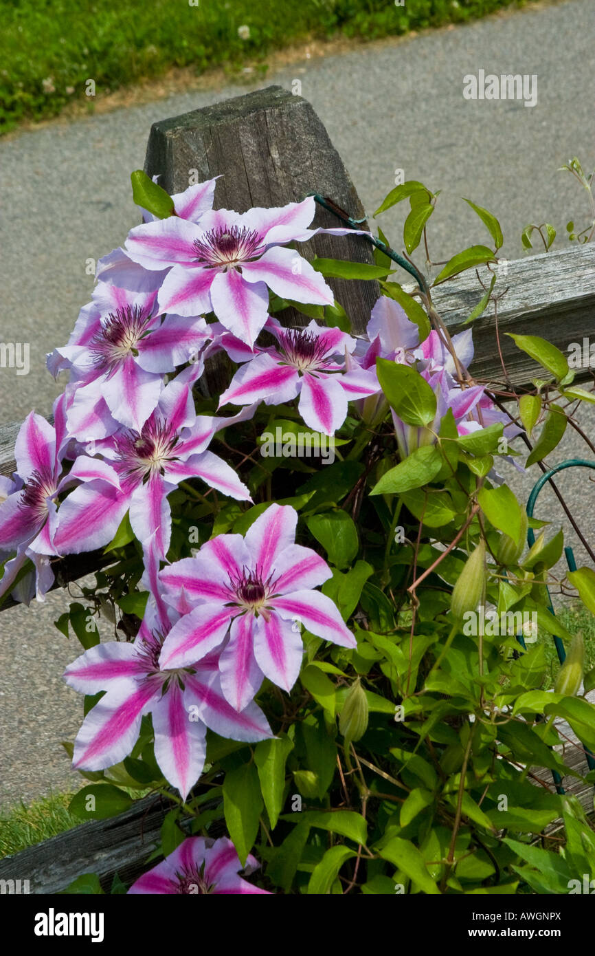 Pink striped clematis vines growing hires stock photography and images