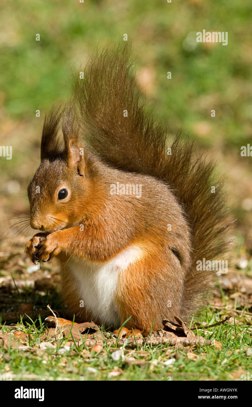 Red Squirrel Sciurus vulgaris eating on ground Cumbria England Stock