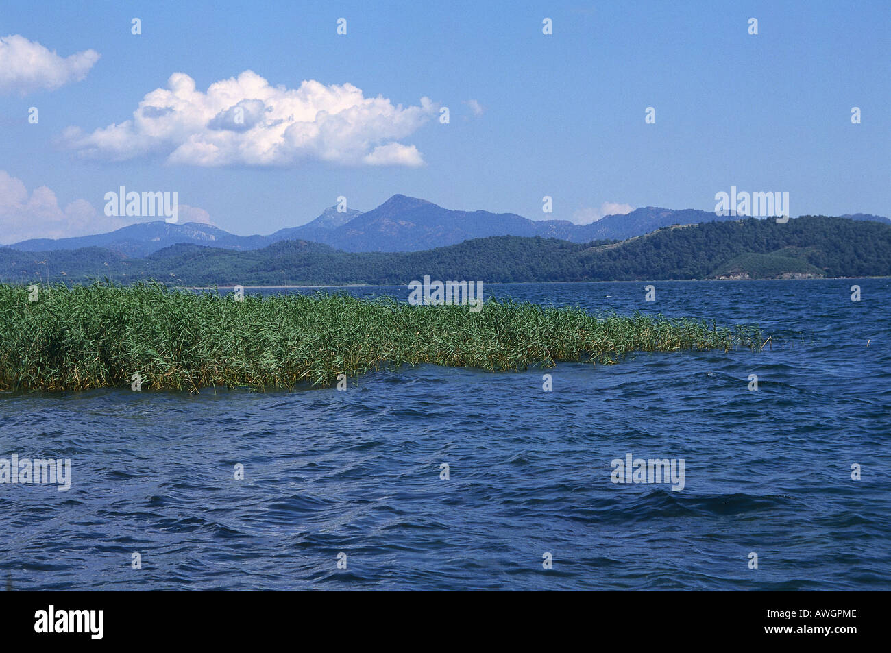 Reed fringed haven for water birds hi-res stock photography and images ...