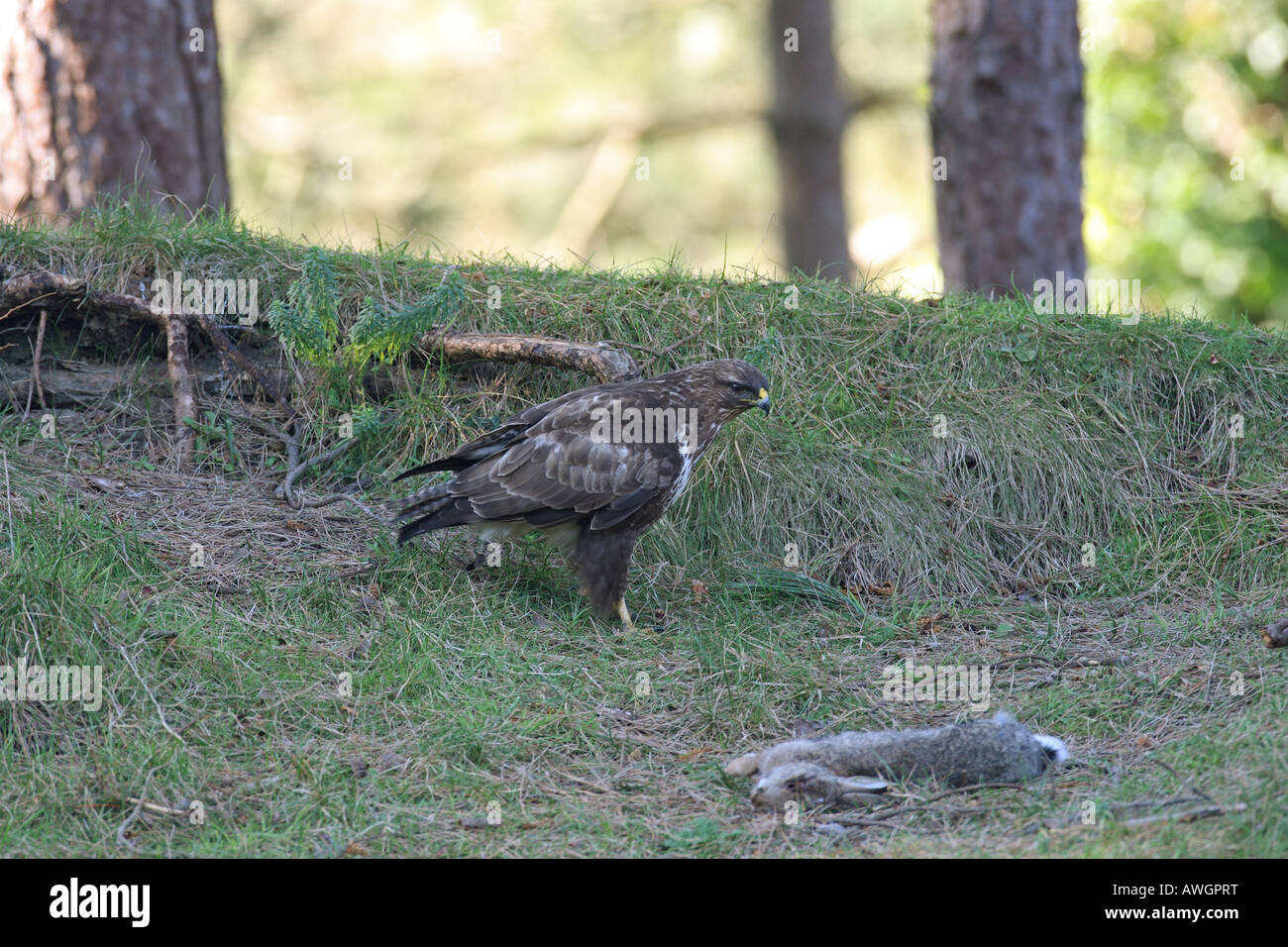 BUZZARD BUTEO BUTEO APPROACHING DEAD RABBIT SIDE VIEW Stock Photo - Alamy