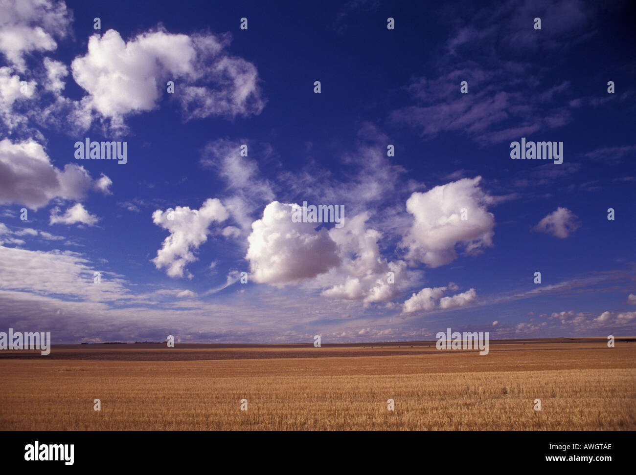 Big Sky Country southern alberta Canada with wide open skys filled with fast moving cumulus clouds over wheat field Stock Photo