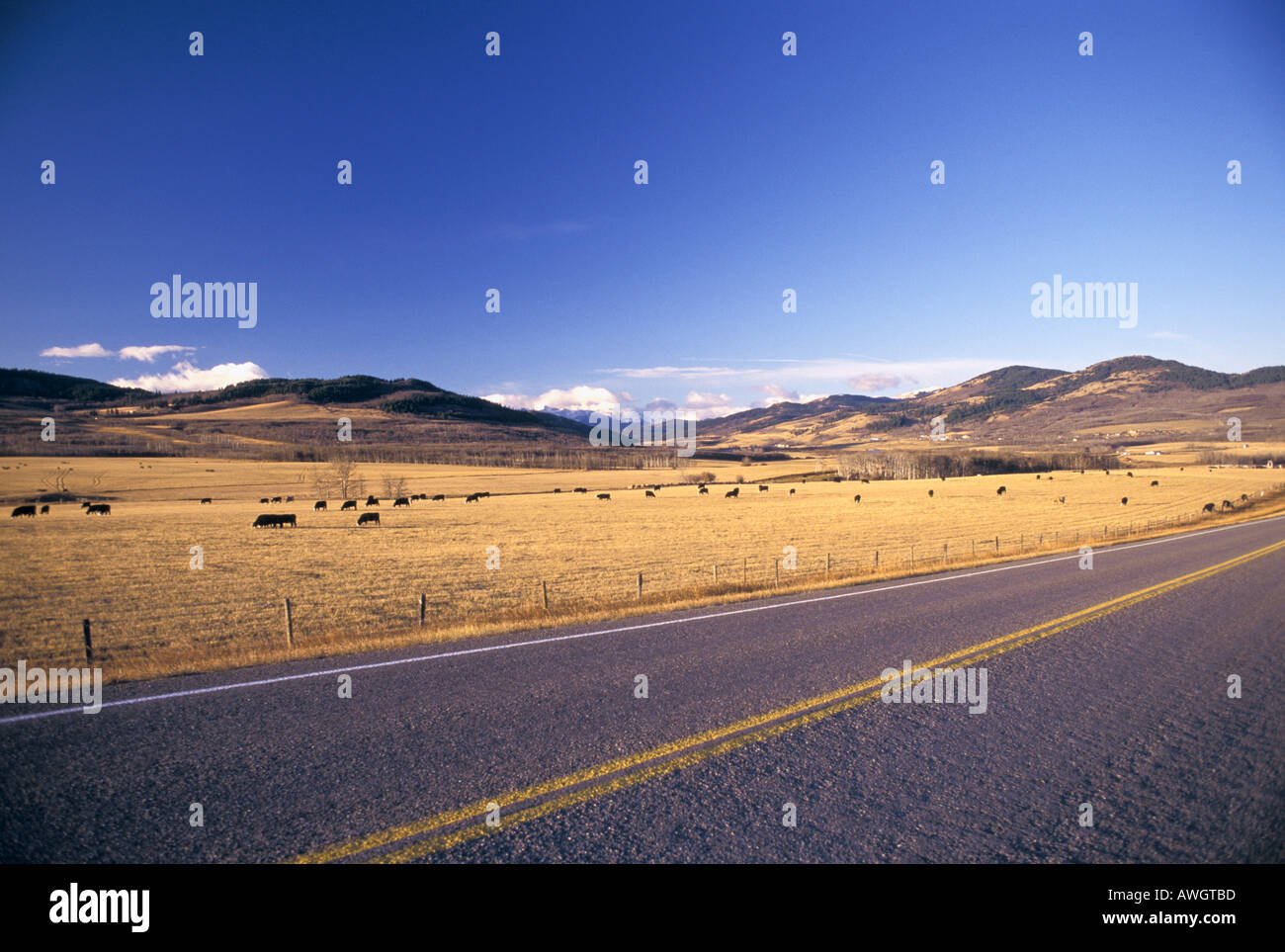 Number three highway passing by beef cattle grazing on harvested wheat field in Southern Alberta Canada near Pincher Creek Stock Photo