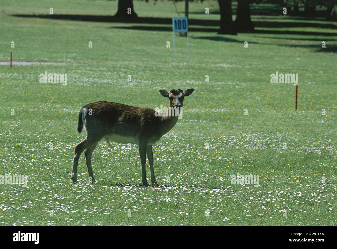 Croatia, Istria, Brijuni National Park, Fallow Deer (Dama mesopotamica) Stock Photo