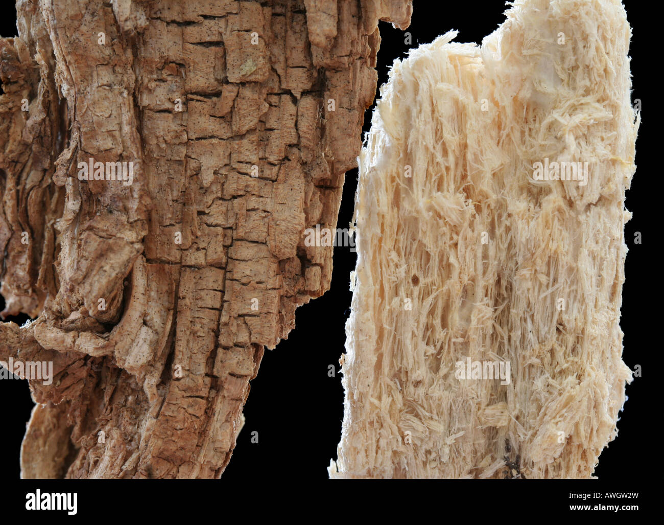 Brown rot (left) and white rot (right) Stock Photo