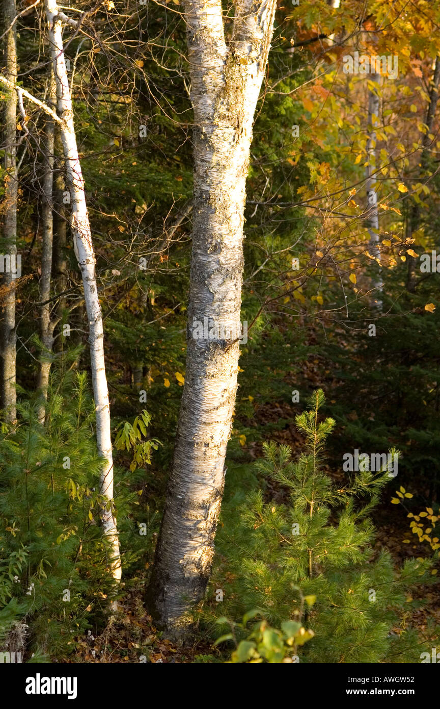 Birch tree trunk against fall foliage background New Brunswick Canada Stock Photo