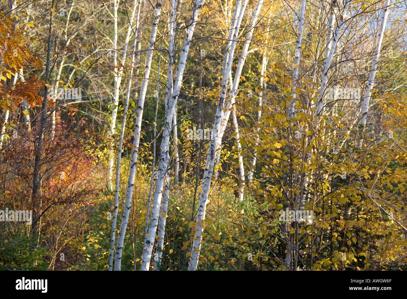 Young birches poplars and maples at the forest edge in early fall folliage colours New Brunswick Canada Stock Photo