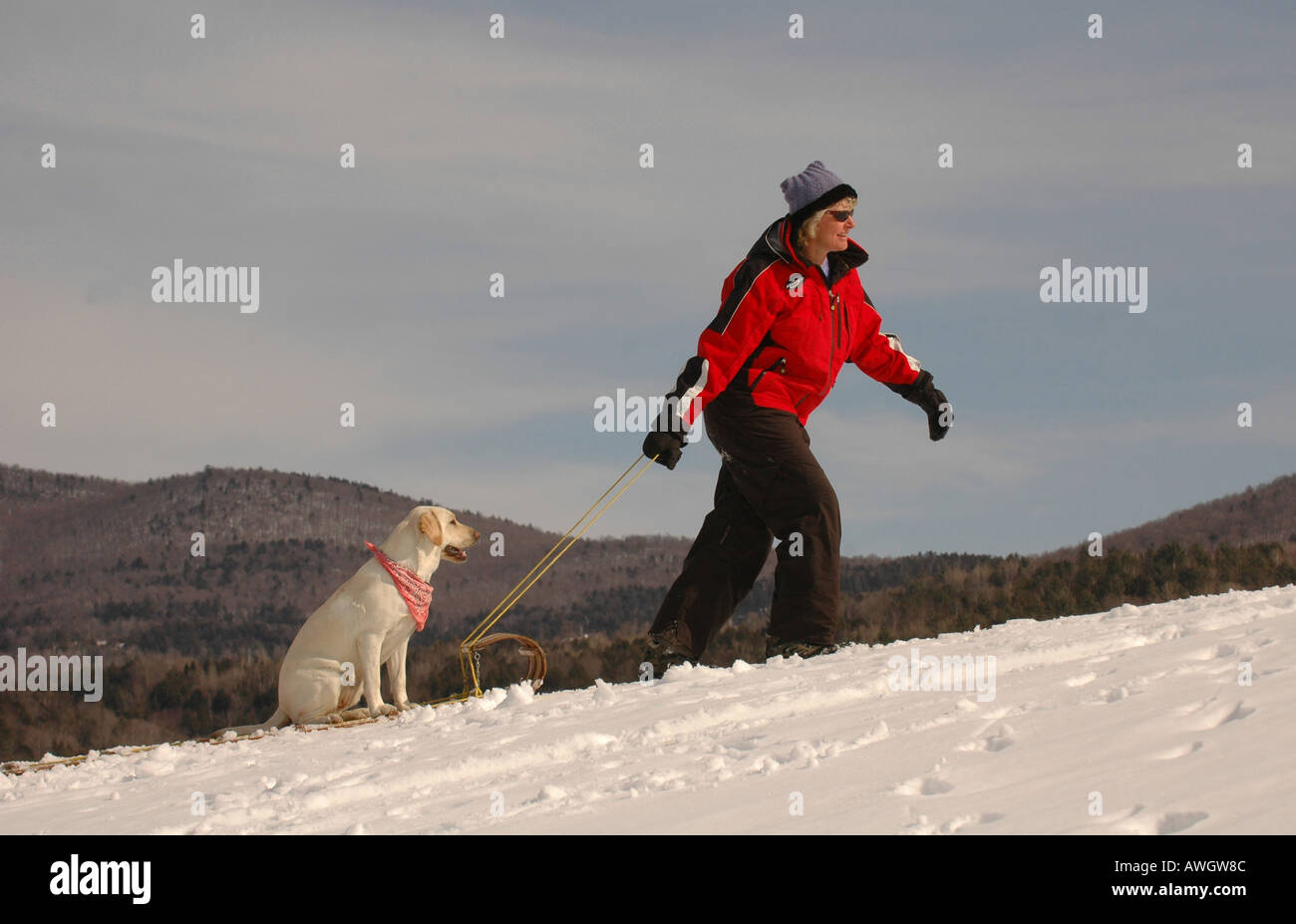 A woman pulls her dog up a hill on a toboggan while on a winter outing. Stock Photo